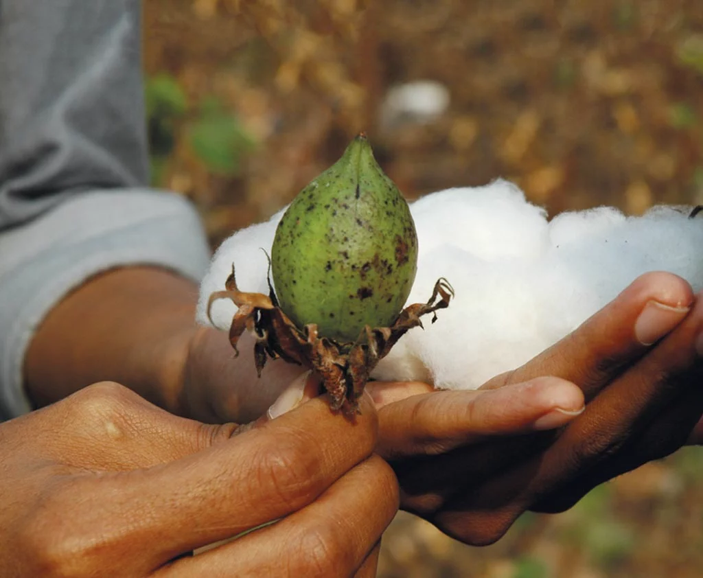 stanleystella university cotton field cotton flower 2