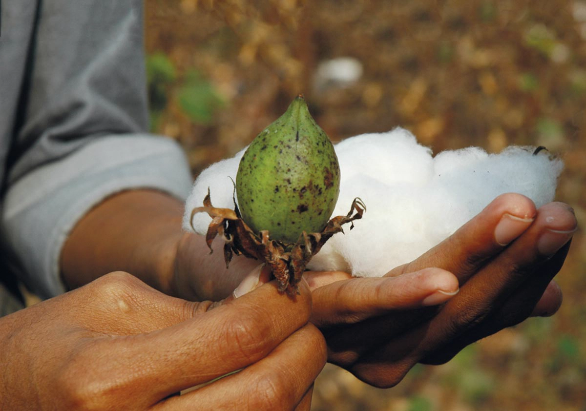 stanleystella university cotton field cotton flower 2