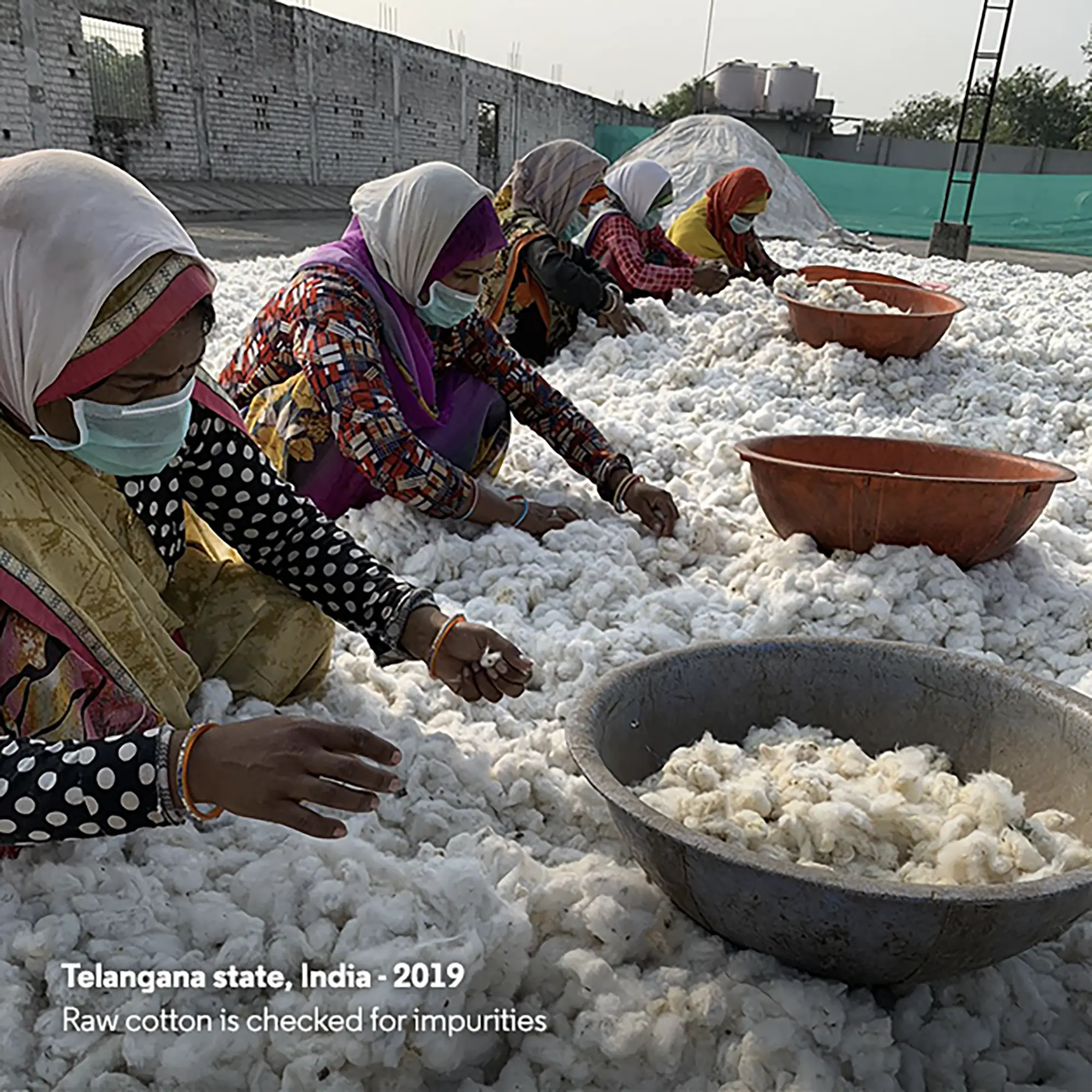 coton stanley stella